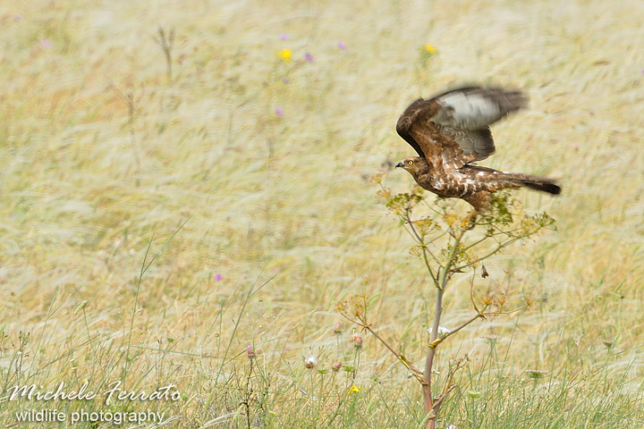 Falco pecchiaiolo - Pernis apivorus